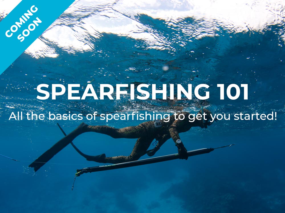 Spearfishing 101 Blogs Coming Soon