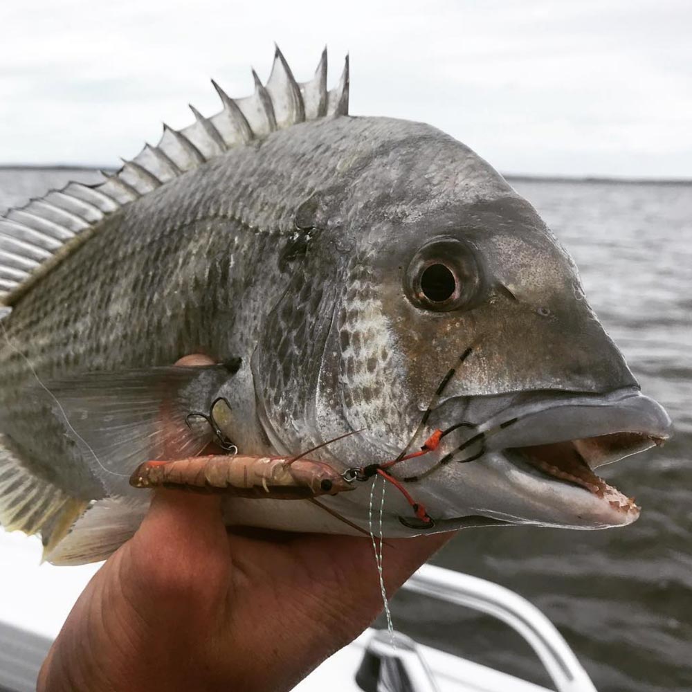 Jackson Ebi Panic Lure hanging out of a bream's mouth