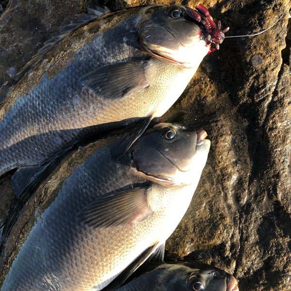 Creating Competition Around Your Bait