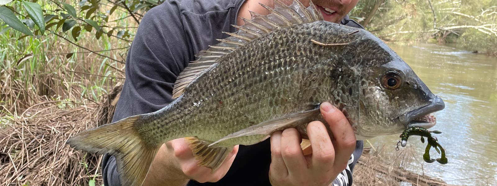 A bream being held with a jackson chinukoro hog soft plastic in its mouth