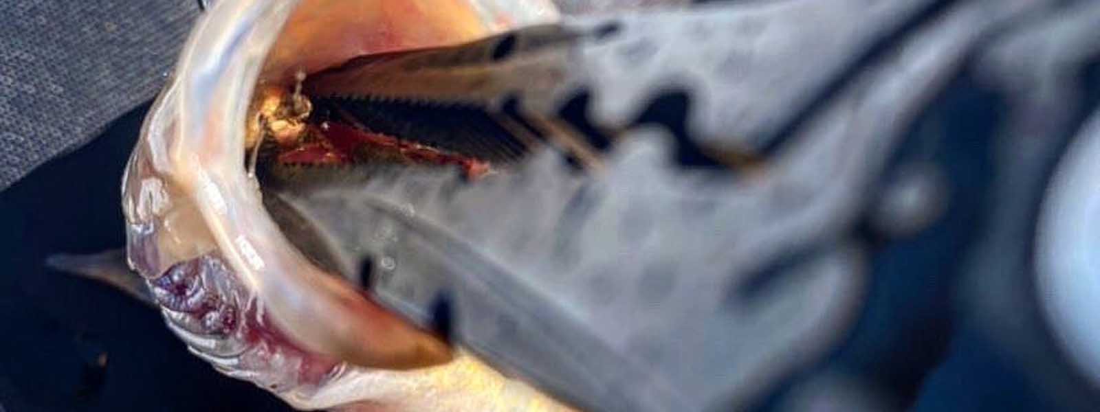 Crimpers, Pliers & Wire Cutters