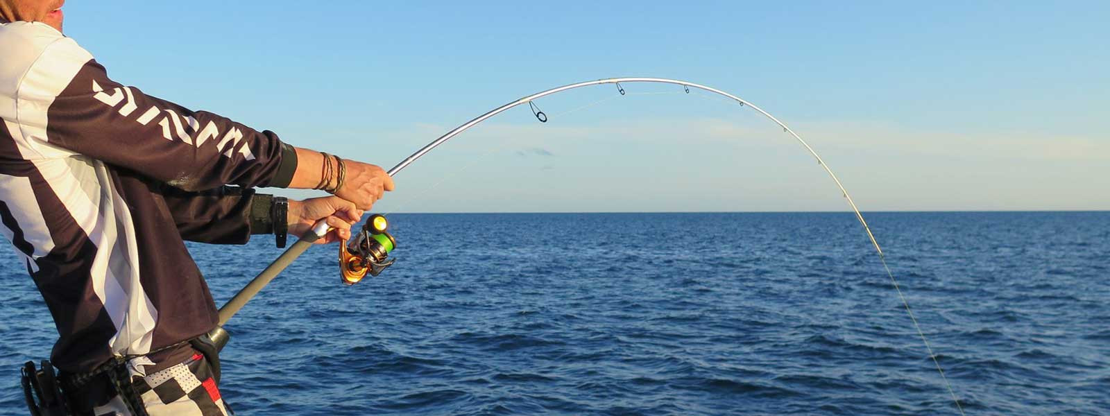 Daiwa Rods Banner Image
