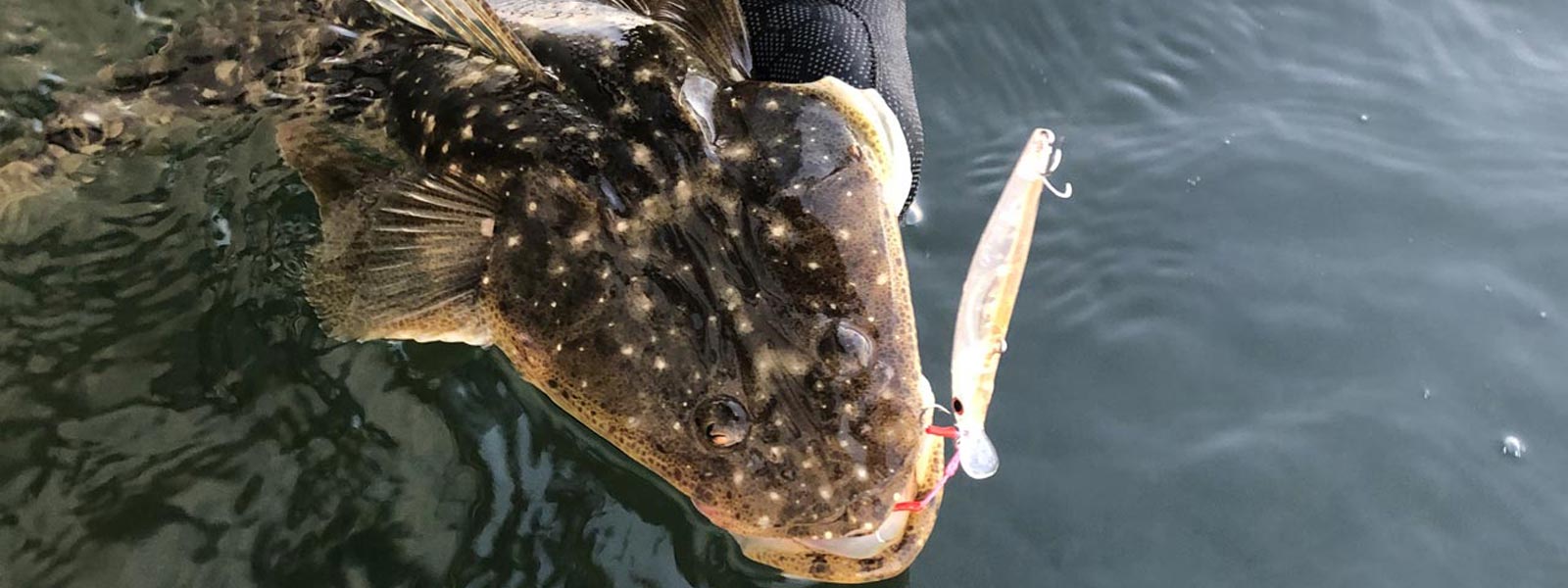 a flathead with one of the best flathead lures hanging out of its mouth