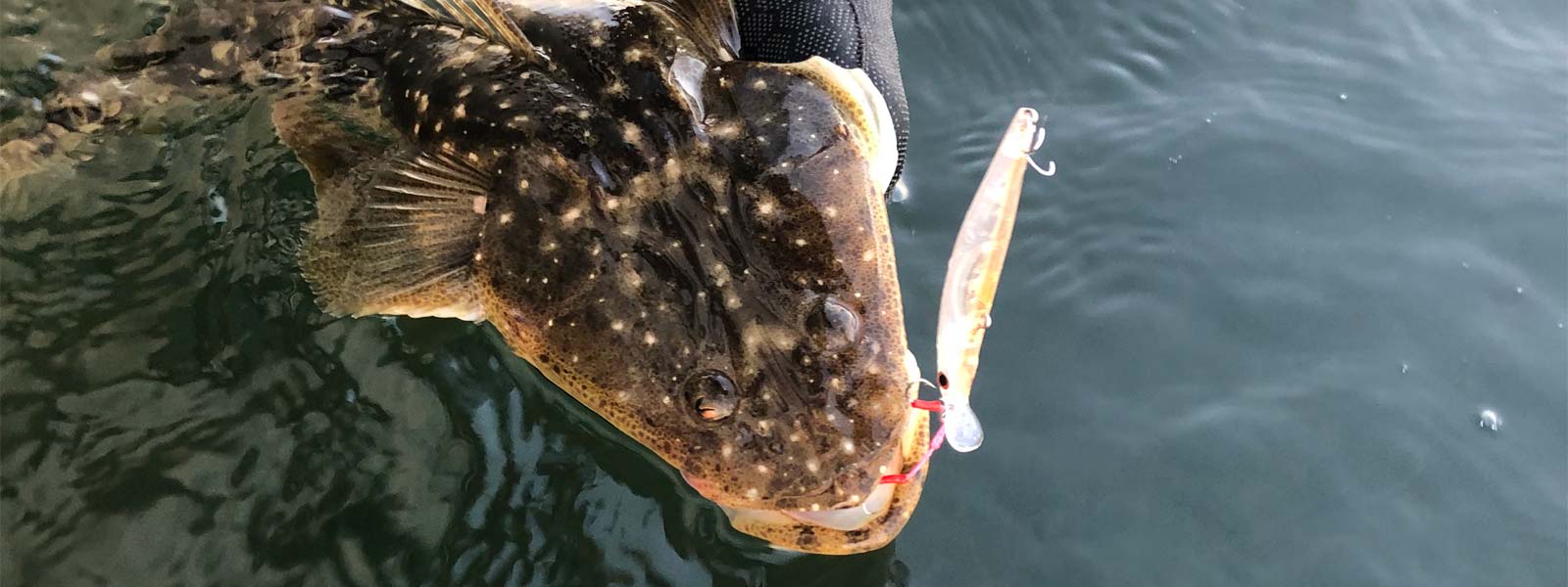 A flathead with a jackson artist lure in its mouth
