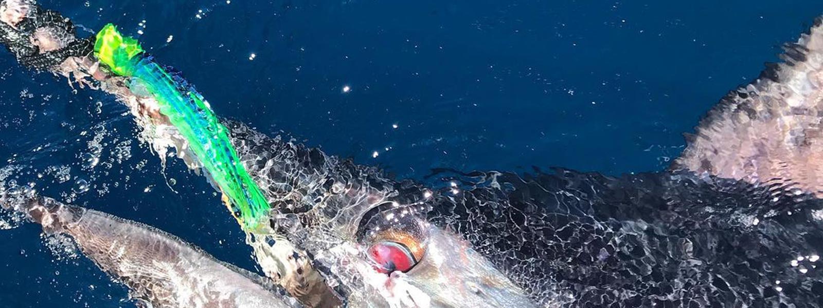 Frantic Lures Collection Banner Image