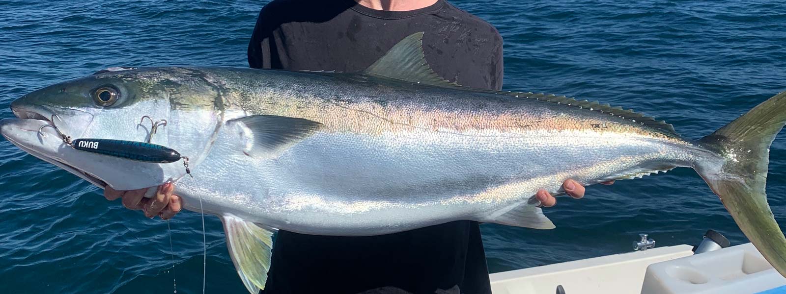 A kingfish being held with a buku stick bait lure in its mouth