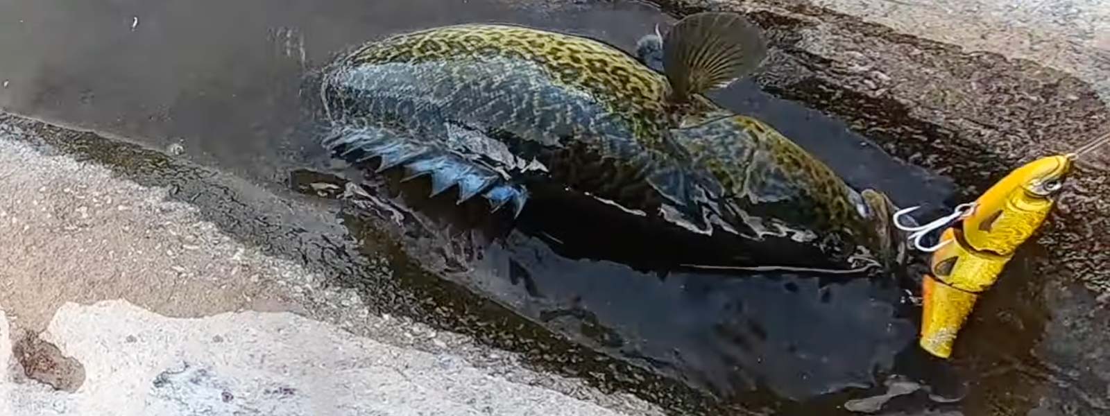 Murray Cod with a Jackson Primal Swimbait Lure in its mouth