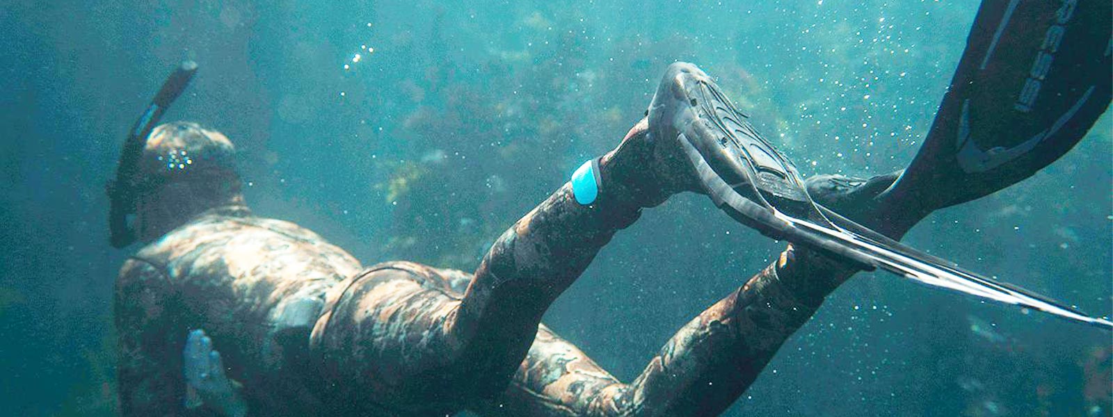 Sharkbanz banner image