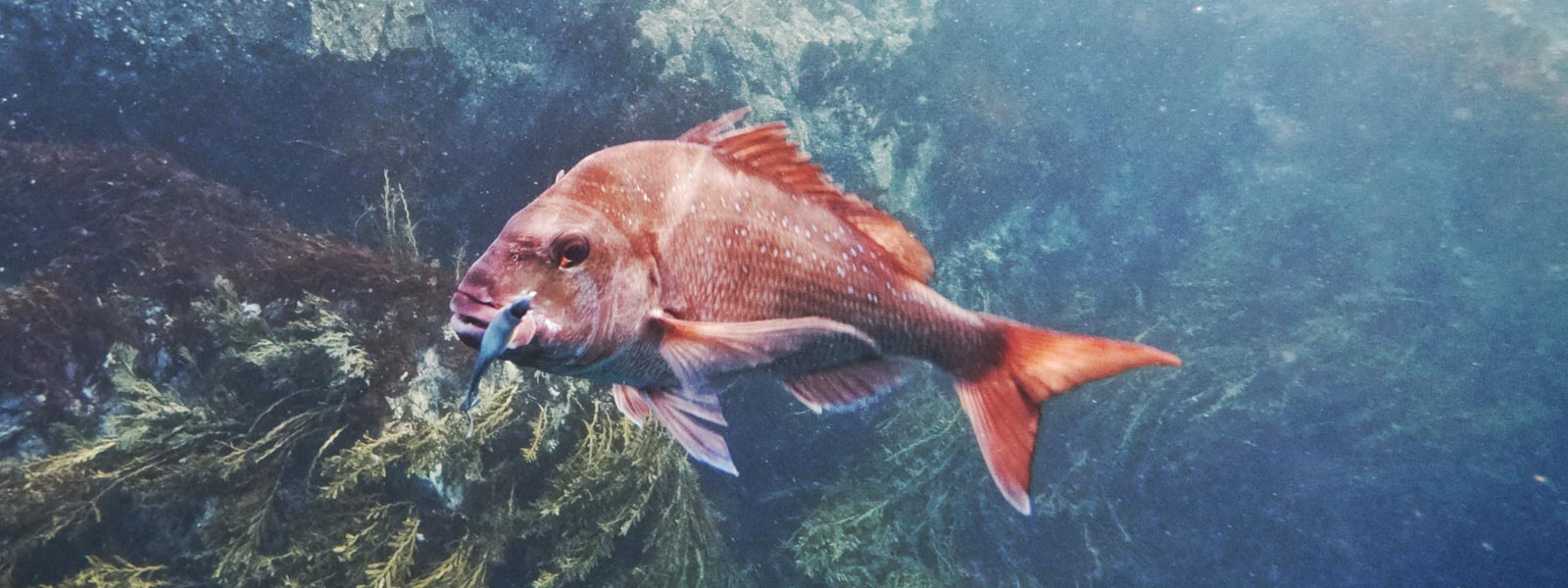 Snapper lures banner image of a snapper underwater