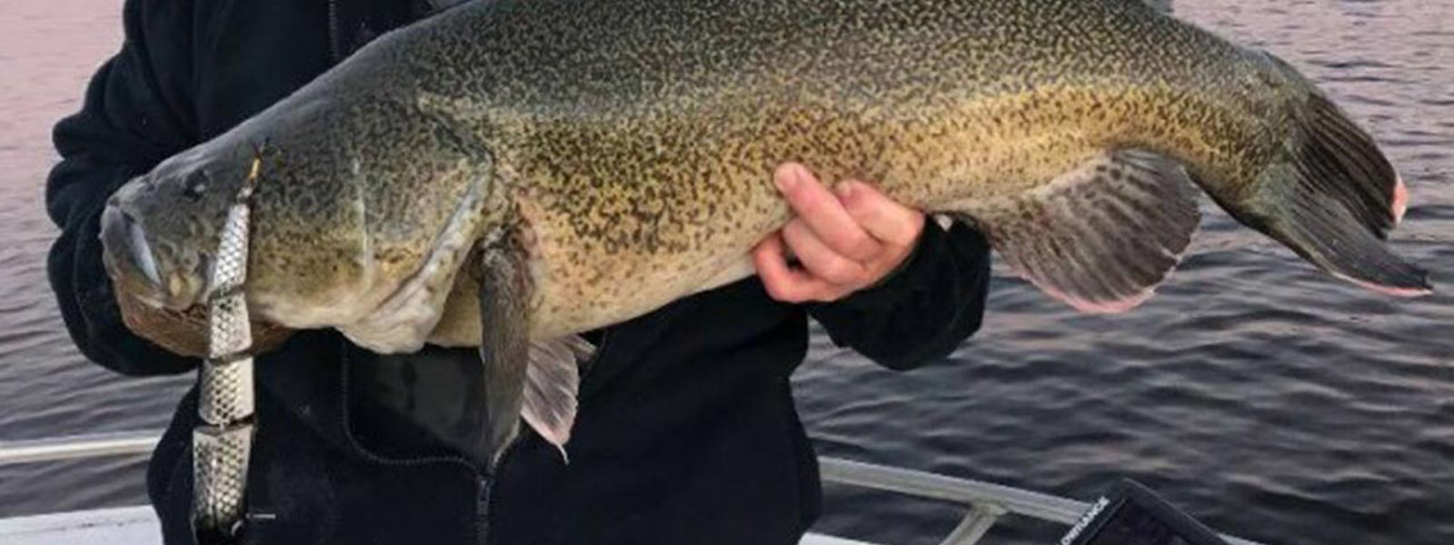 Taylor Made Collection Banner Image