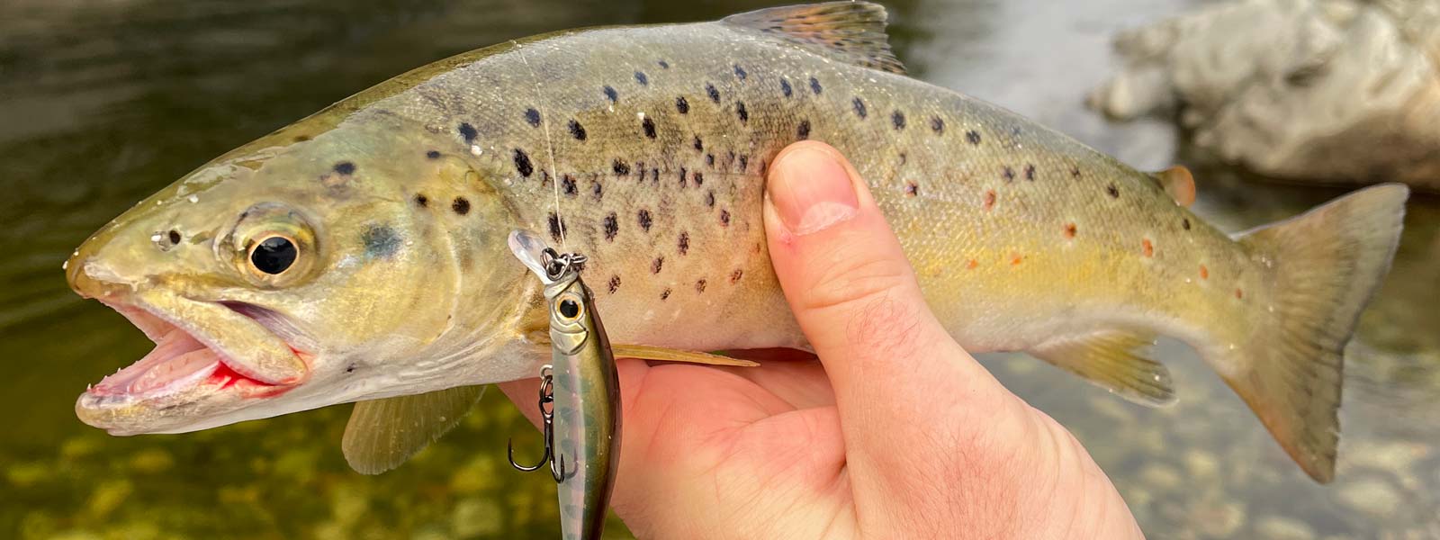 A trout being held with a jackson artist lure in its mouth
