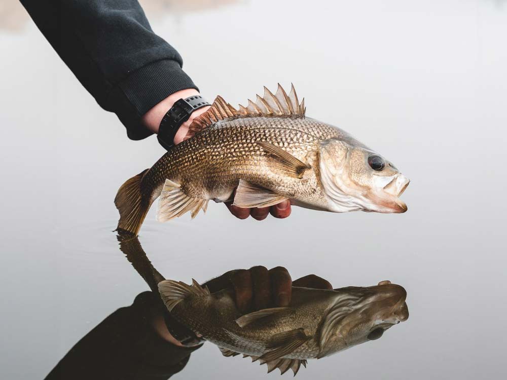 Best Bass Fishing Gear Mobile Banner Image Person Holding Bass Above Water