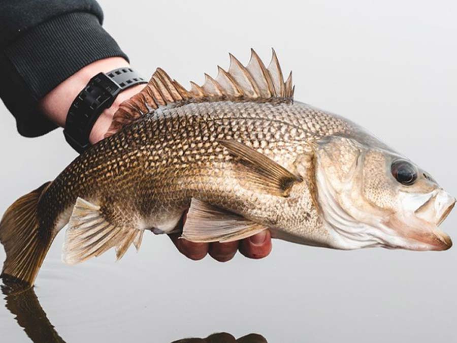 Best Bass Fishing Gear Mobile Banner Image Hand Holding A Bass