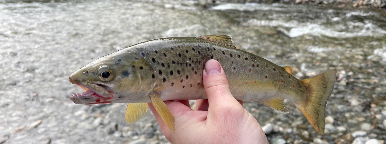 Best Trout Fishing Gear Desktop Banner Image