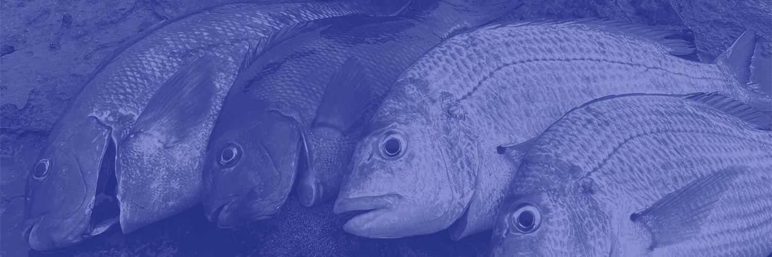 Fishing Blogs Desktop Banner Image