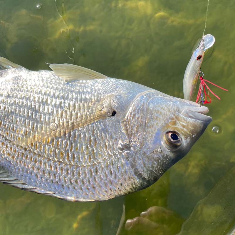 Jackson artist fr with assist hooks hanging out of breams mouth