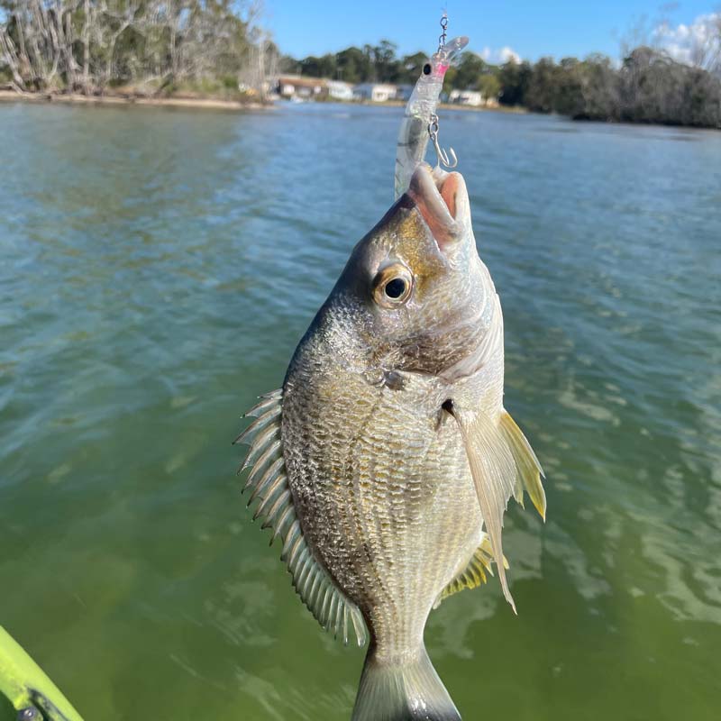 Bream hanging onto a Jackson Artist FR70 Lure