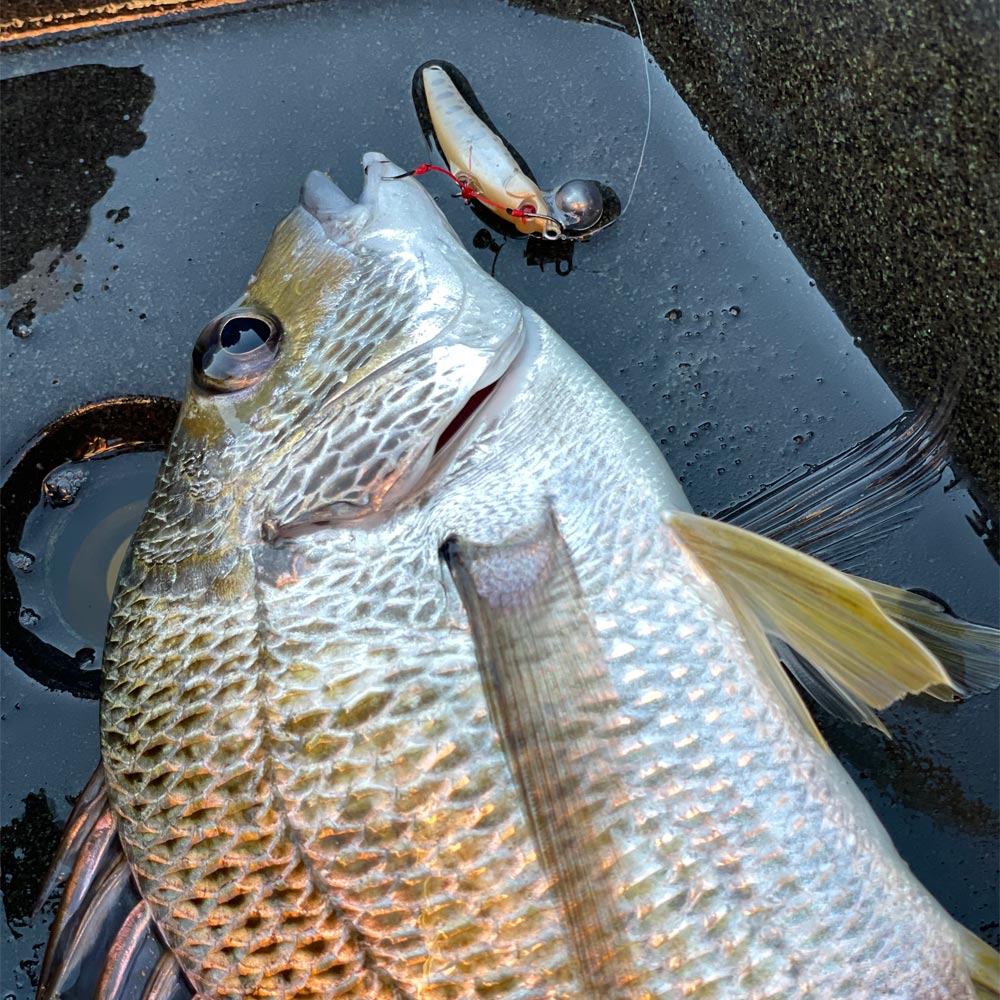 Jackson Gobi Lure with Bream