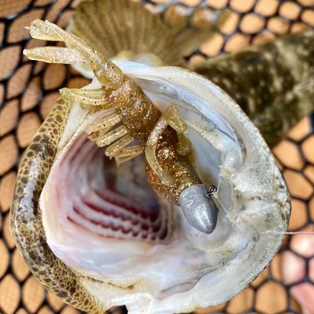 Jackson Puri Ebi Soft Plastic in Flatheads mouth