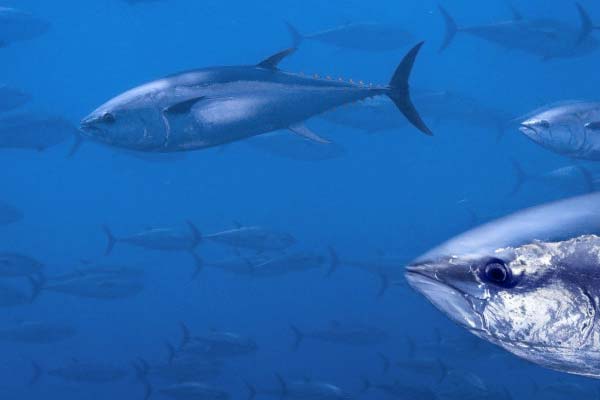 Tuna Fishing Gear - Fergo's Tackle World