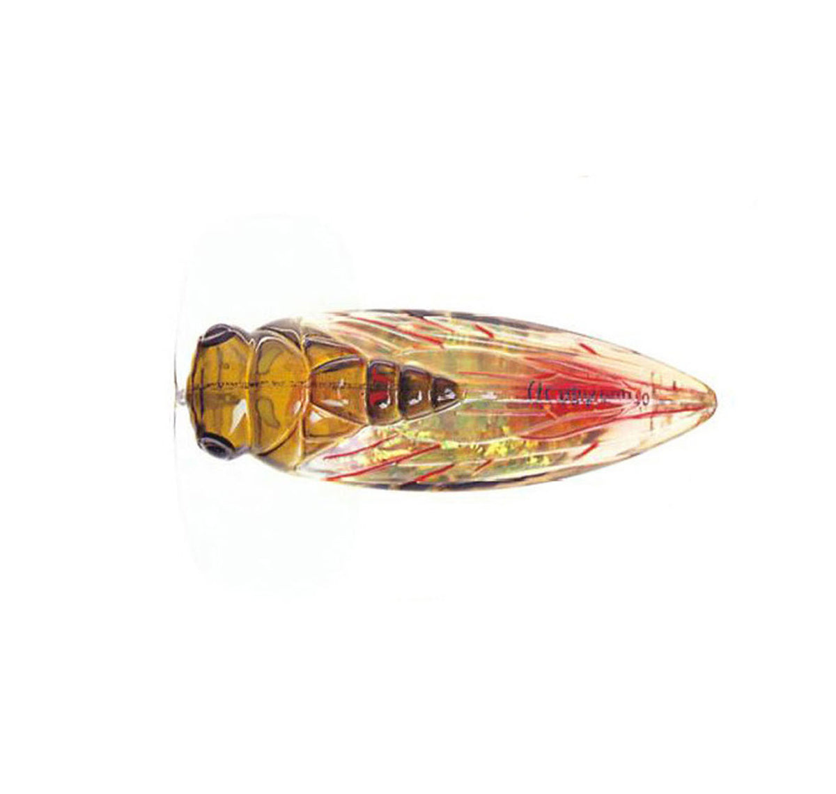 River2Sea Cicada Pop Lures